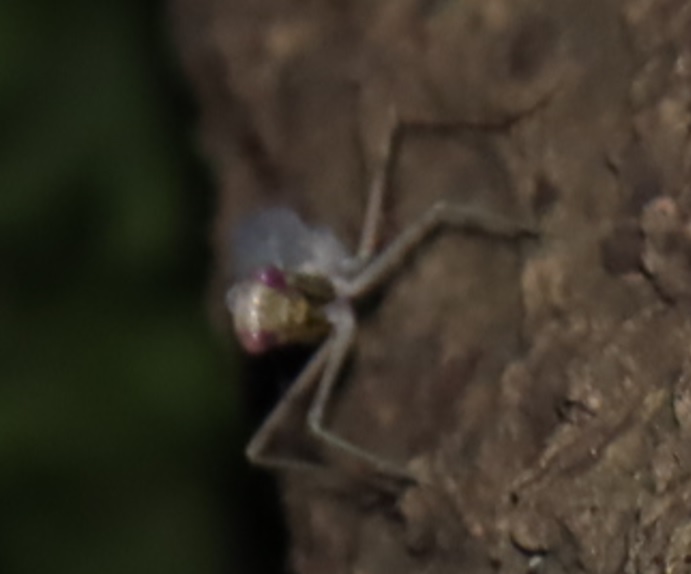 レッドアイ＆グレーボディのハラビロカマキリ 再び（拡大）_クヌギ-ほったらかしの森_2023年10月2日19時25分気温21.3度